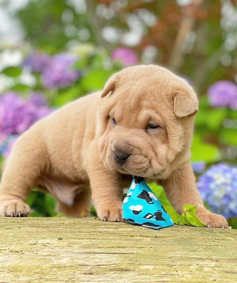 <span style="font-weight: bold;">Rocky&nbsp;</span>