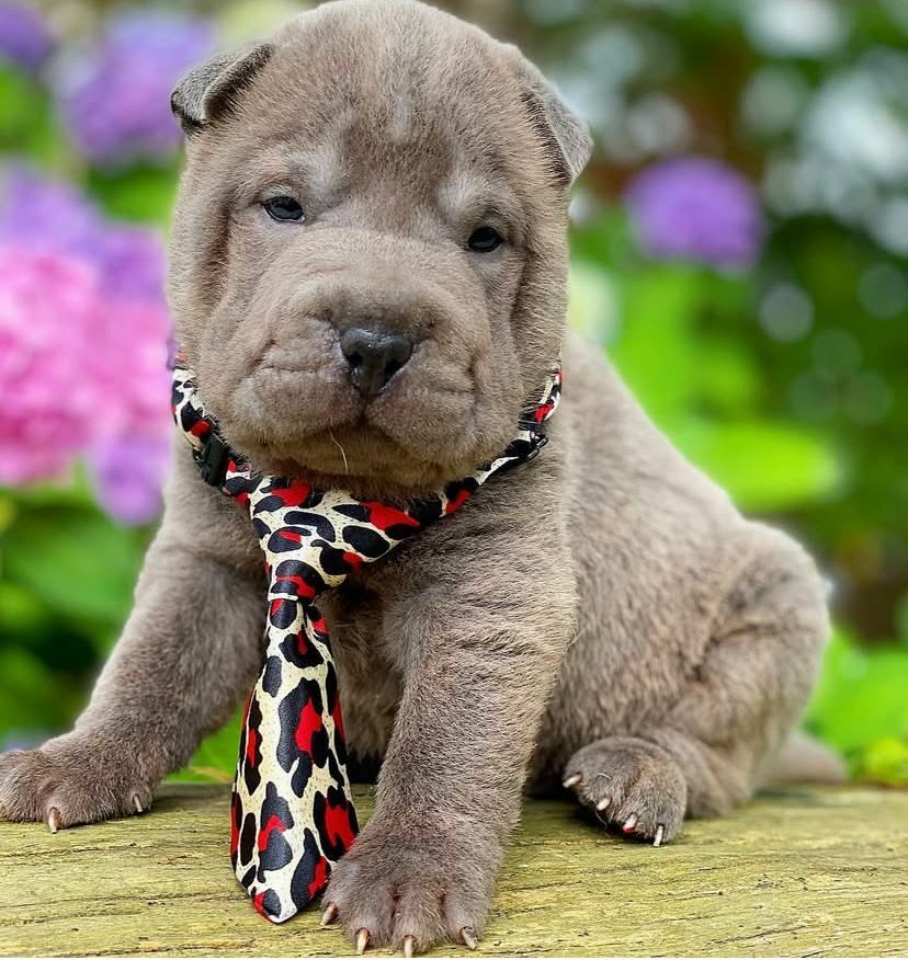 <span style="font-weight: bold;">Thor&nbsp;</span>