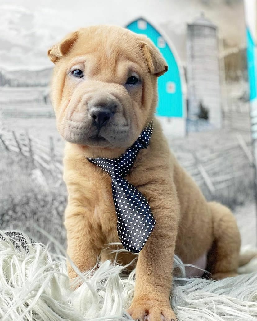 <span style="font-weight: bold;">Tiny&nbsp;</span>