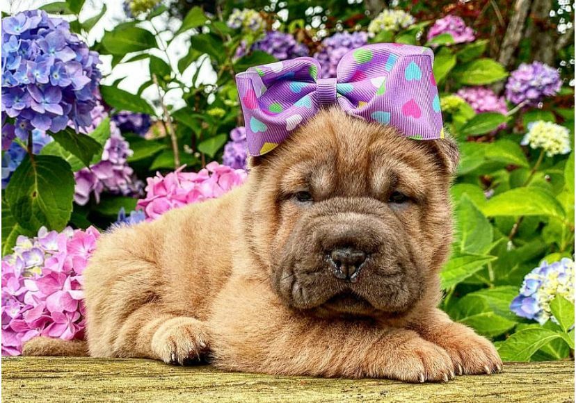 <span style="font-weight: bold;">Rosie&nbsp;</span>